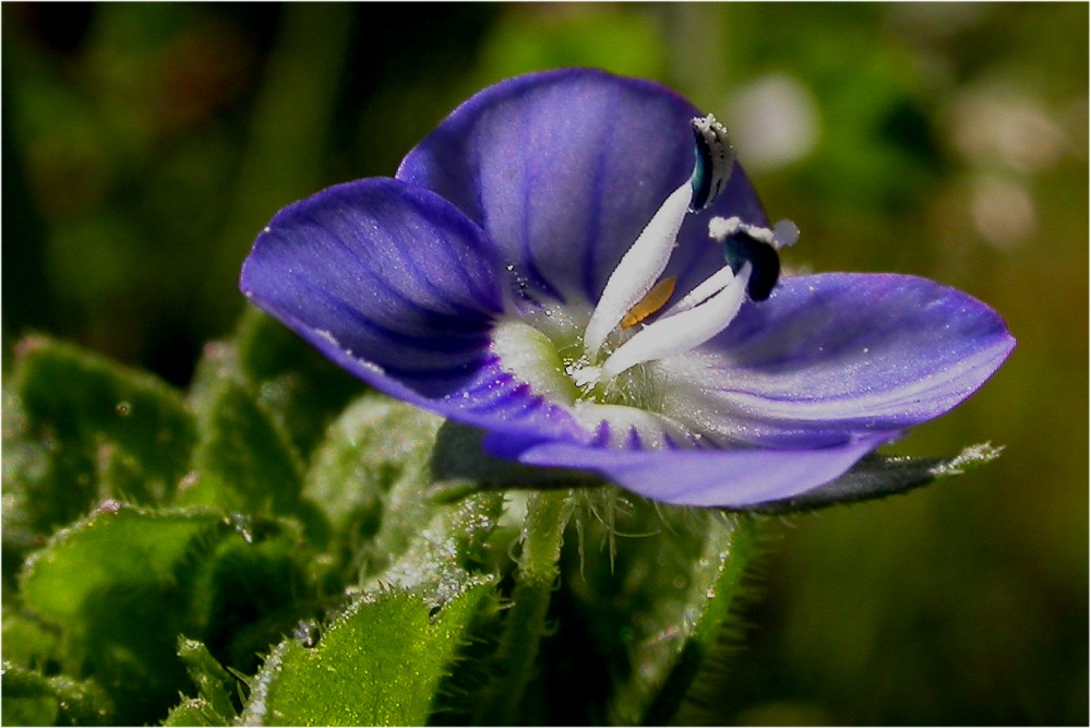 Veronica persica / Veronica comune